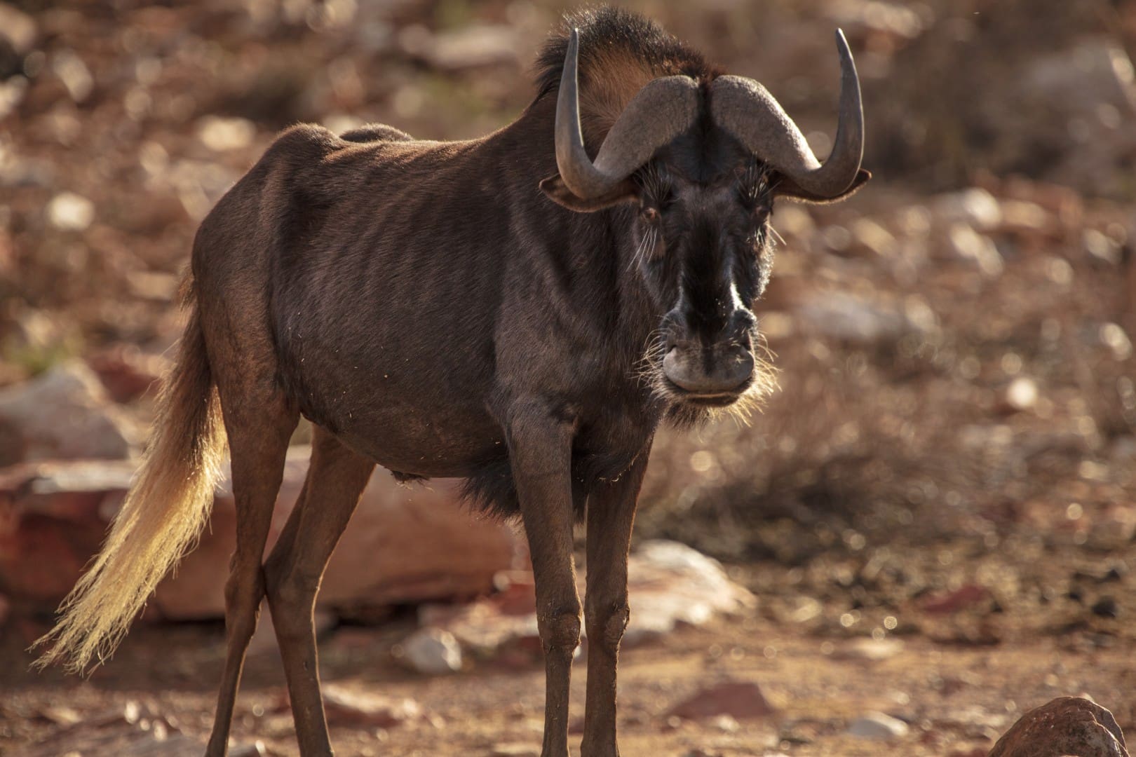 Black Wildebeest