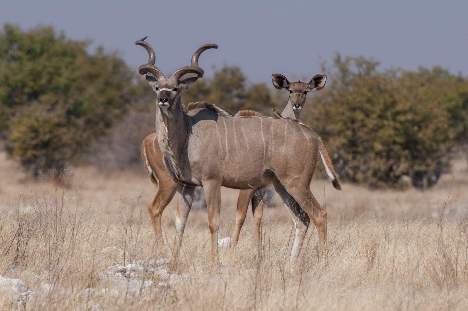 Kudu