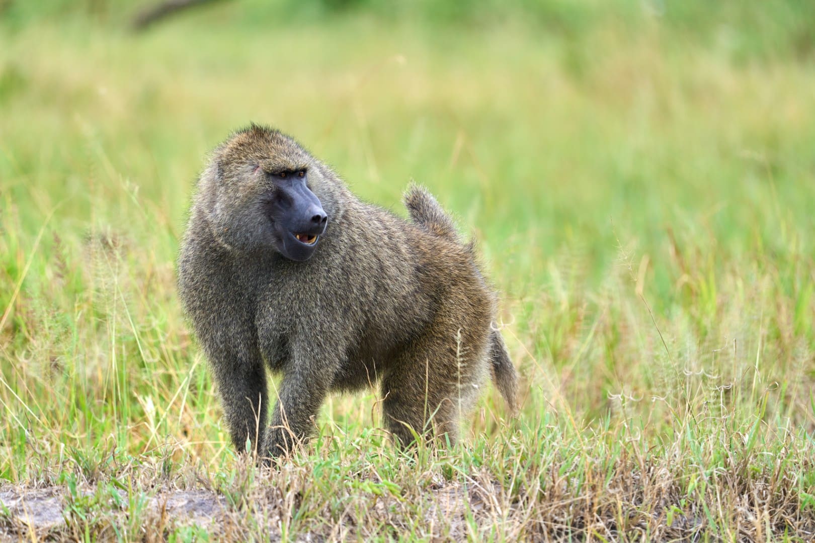 Baboon