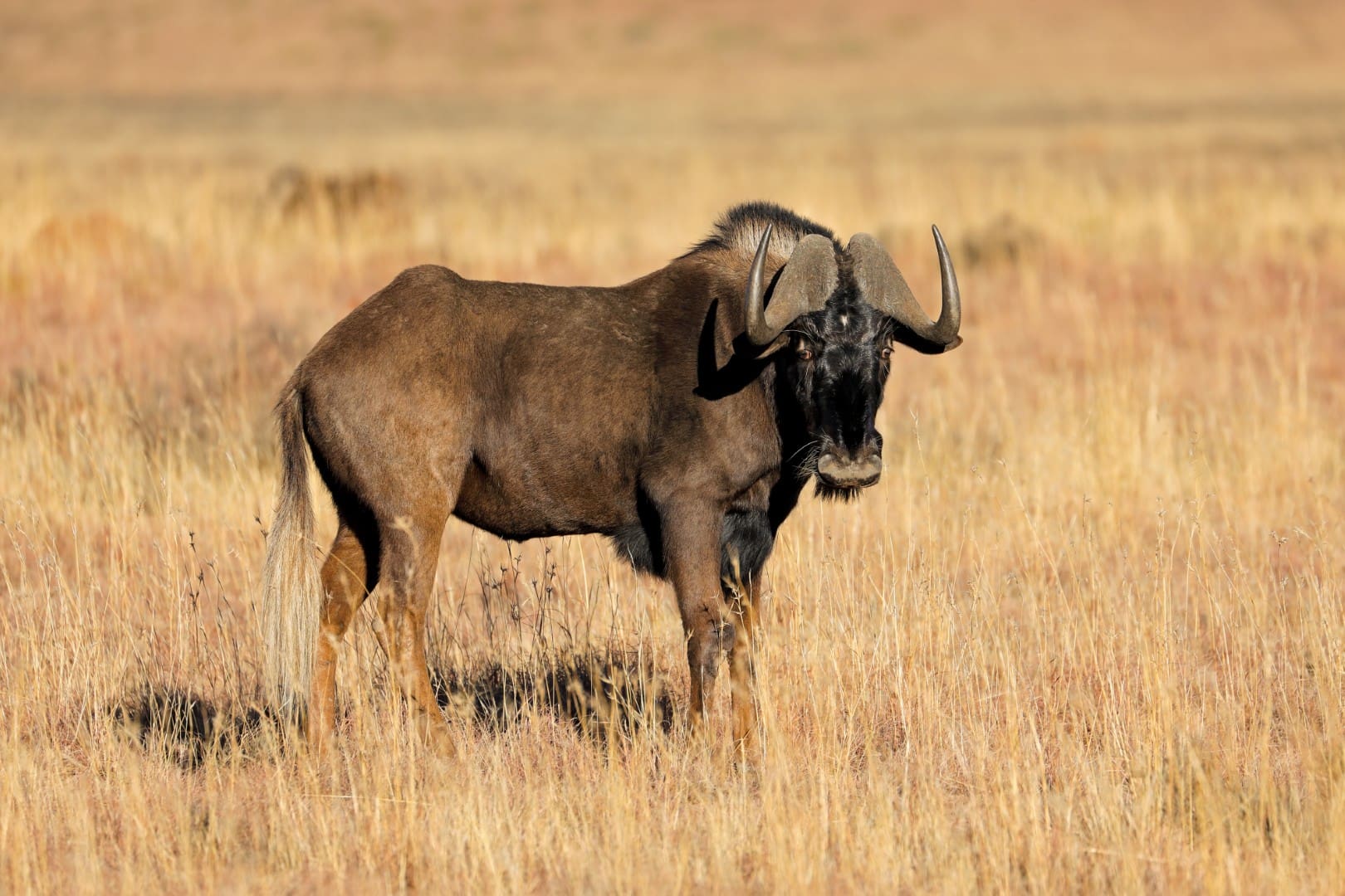 Black Wildebeest