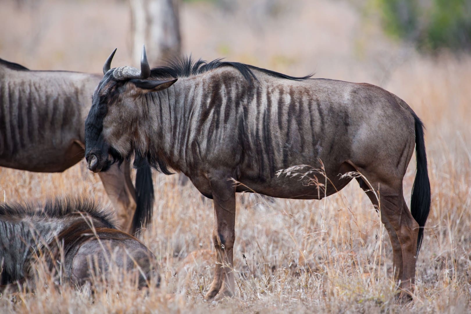 Blue Wildebeest
