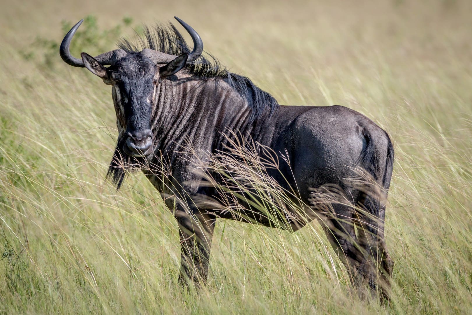 Blue Wildebeest