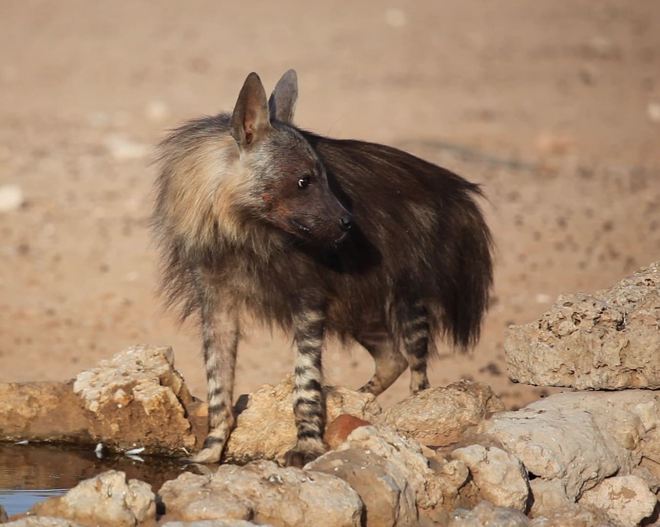 Brown Hyena