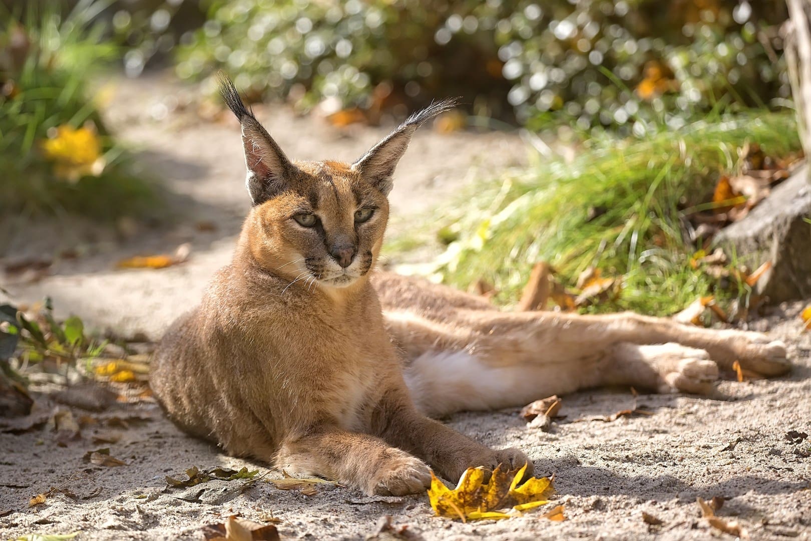 Caracal