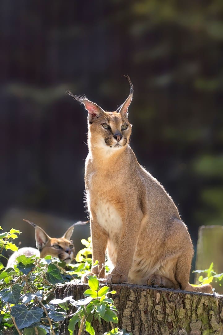 Caracal