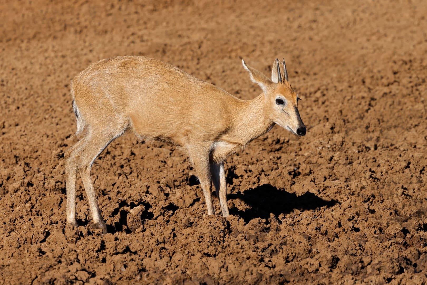 Duiker