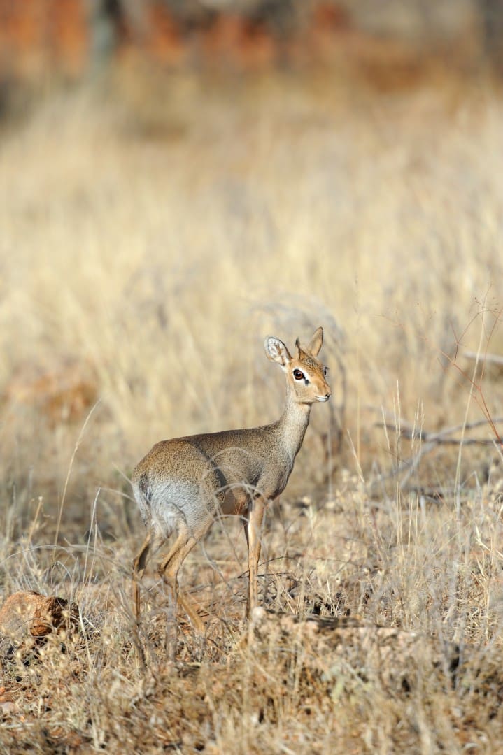 Dik Dik