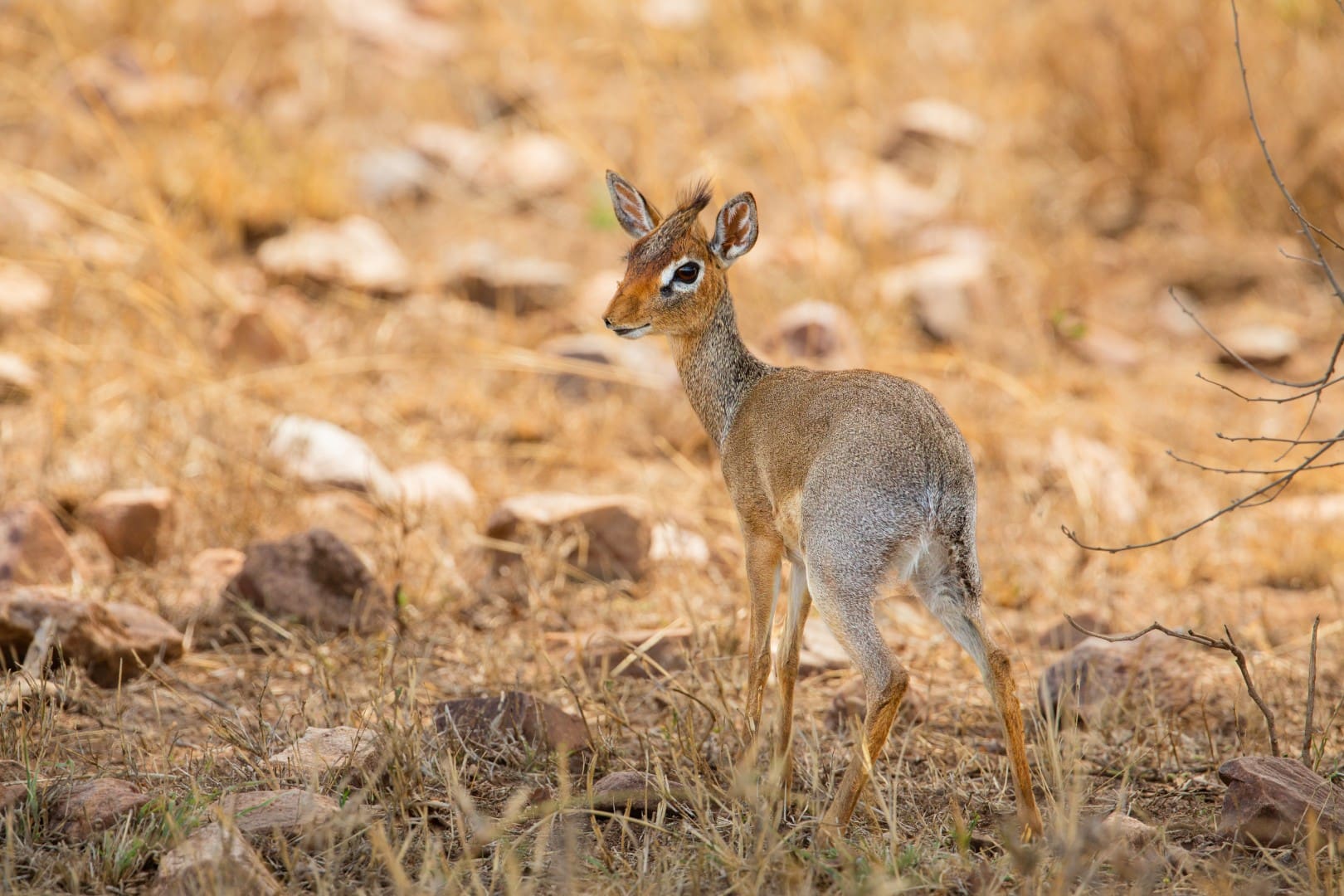 Dik Dik