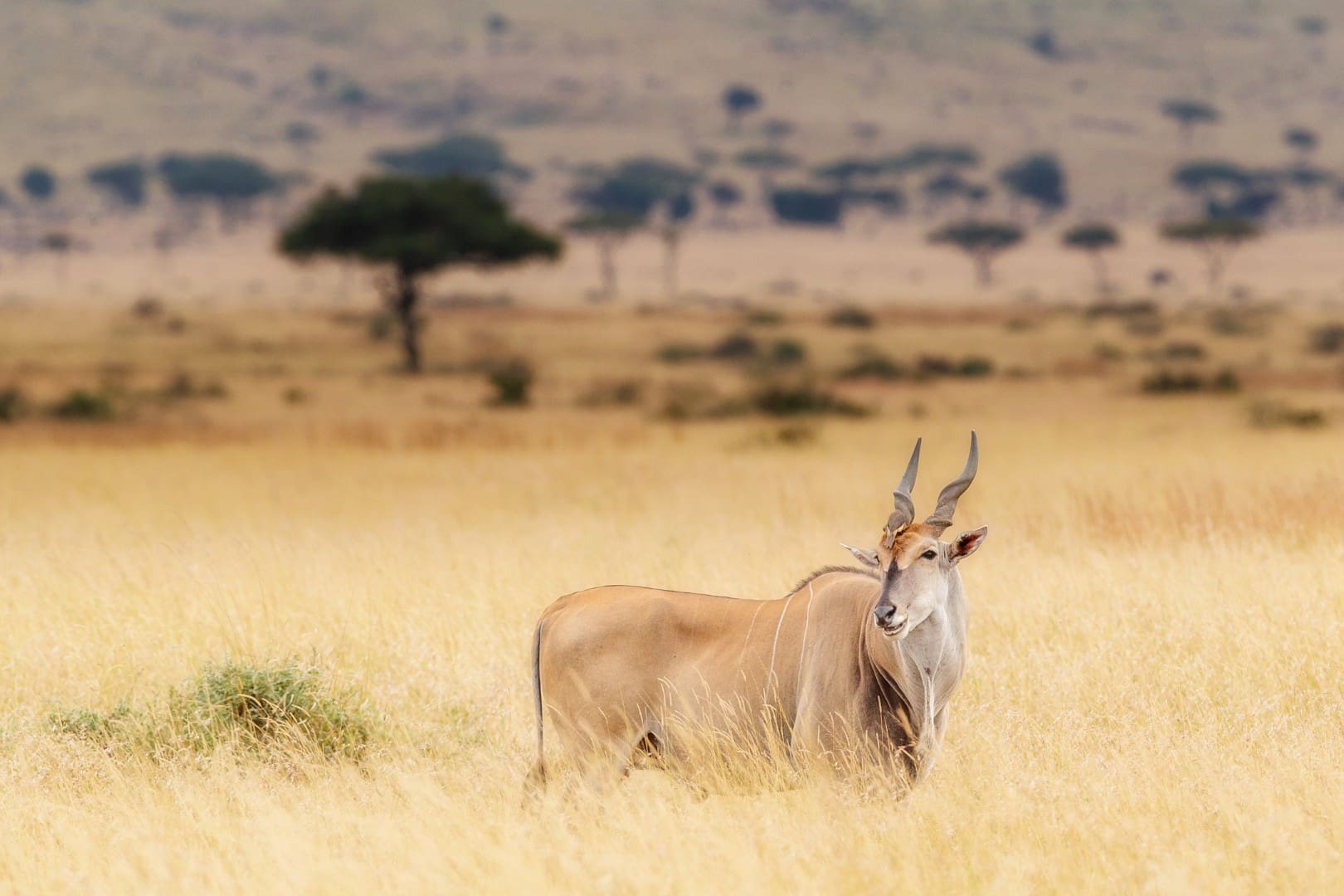 Eland