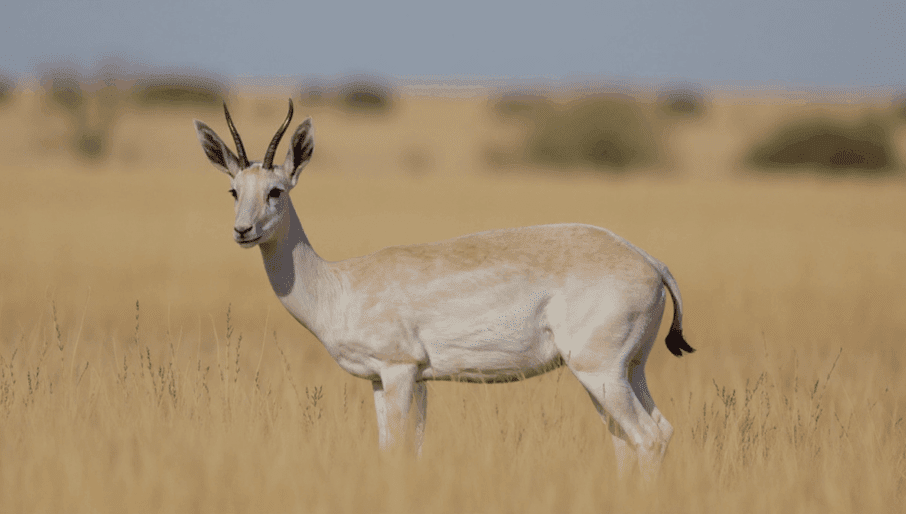 Springbuck White