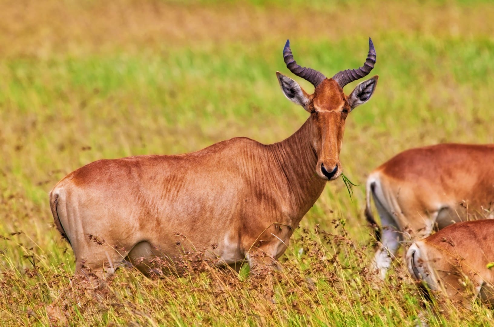 Hartebeest