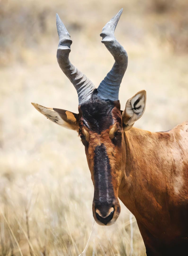 Hartebeest