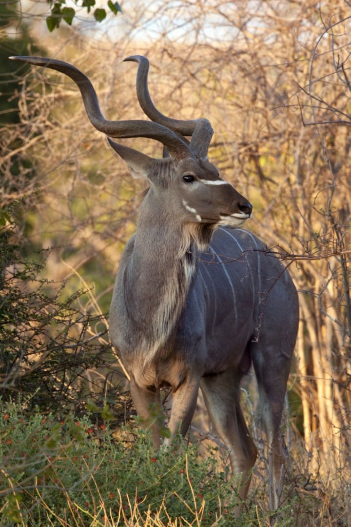 Kudu