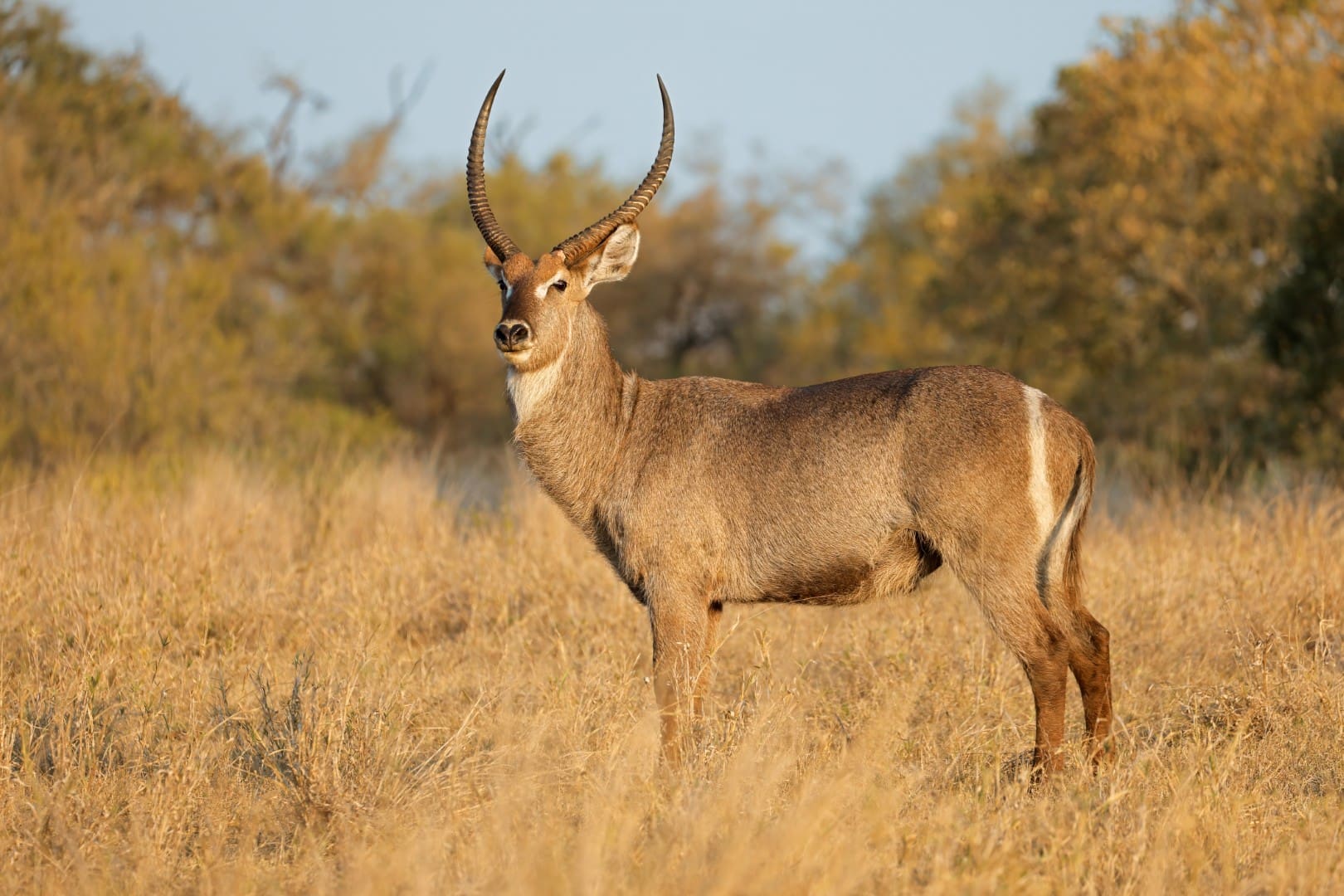 Waterbuck