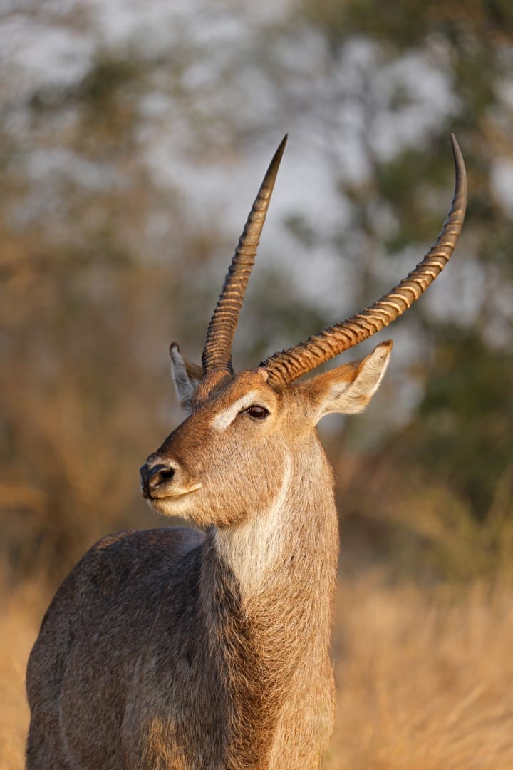 Waterbuck