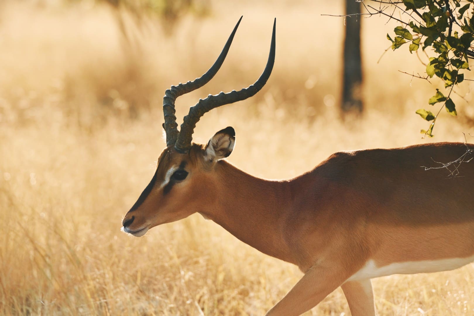 Black Faced Impala