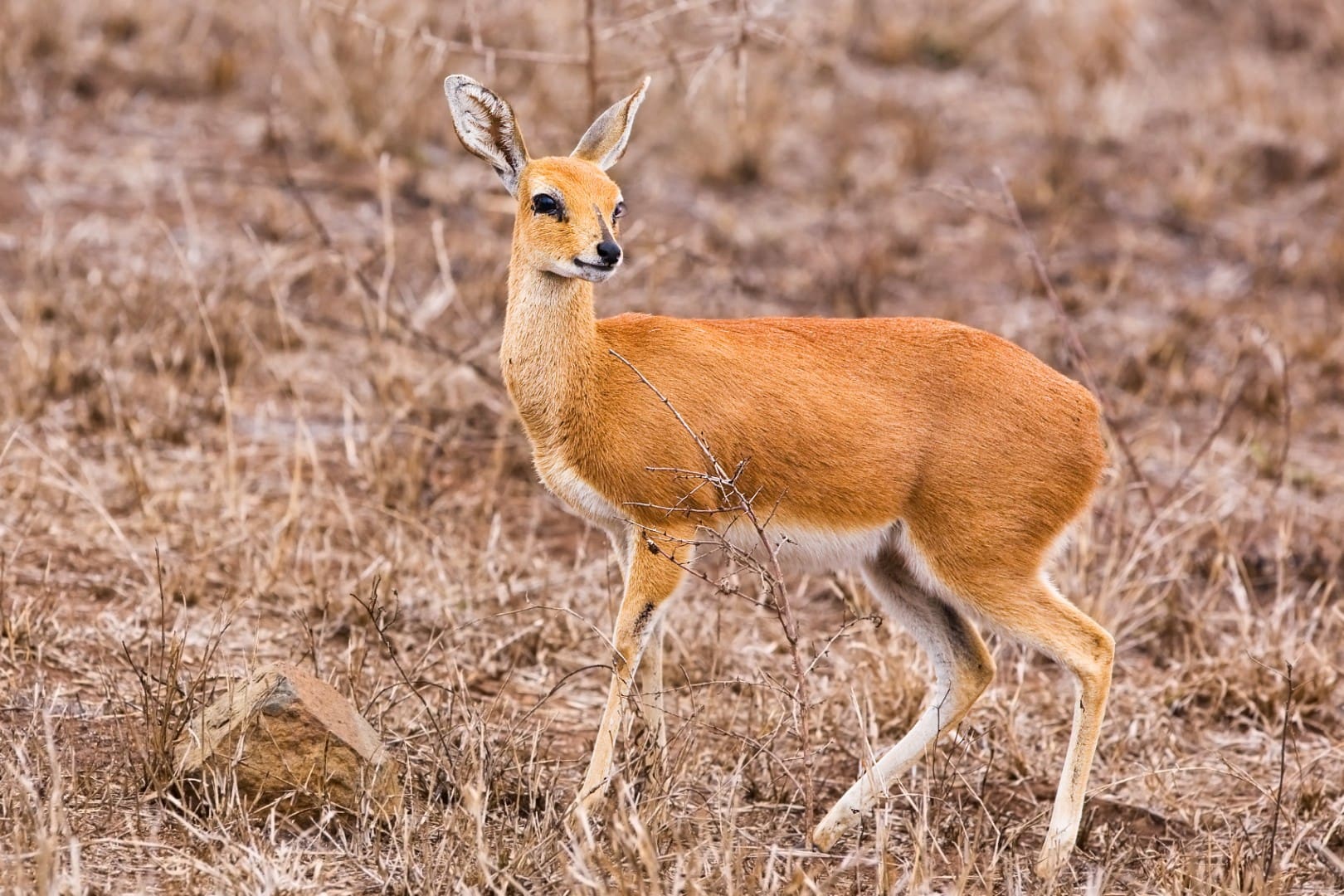 Steenbok