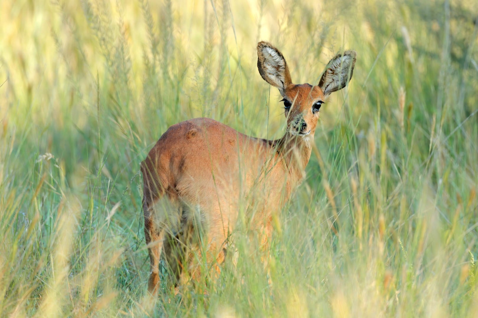 Steenbok