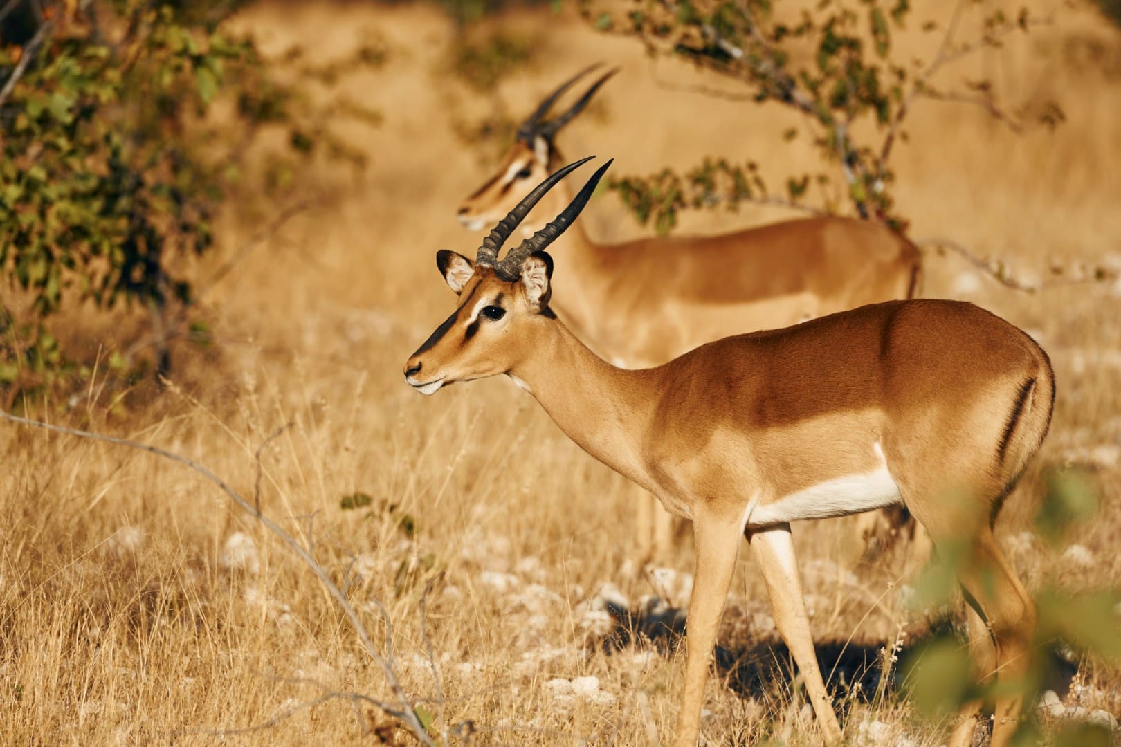 Black Faced Impala