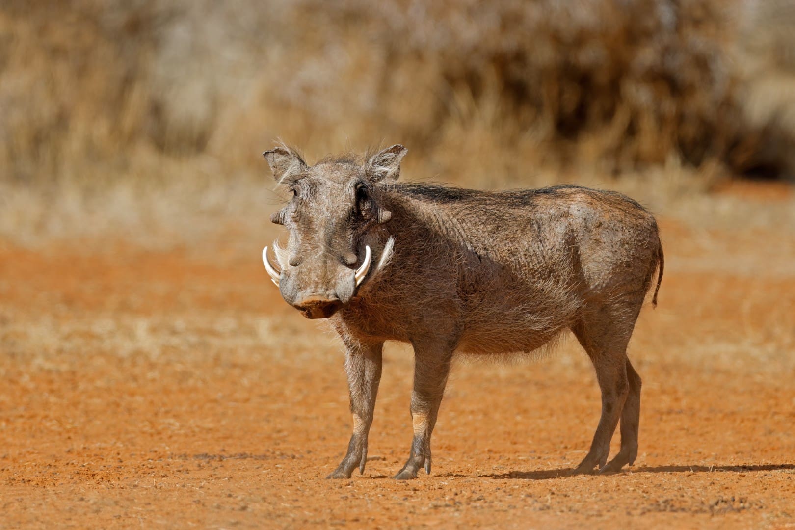 Warthog